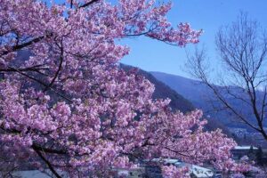 高遠城址公園桜開花予想と21年桜まつり情報 毎日 ママ 便利な生活とipad
